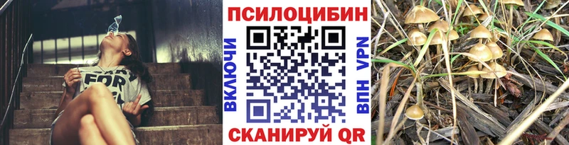 Псилоцибиновые грибы Psilocybe  Купить  Белоусово 